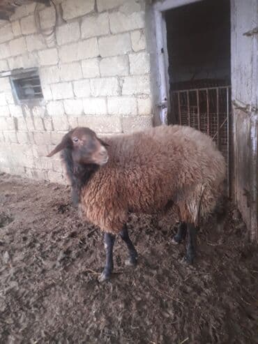ari ramkasi satisi: Qoyun – yerli ətlik/yunlu cins - Rəng: qəhvəyi yun, qara baş və qara — 4