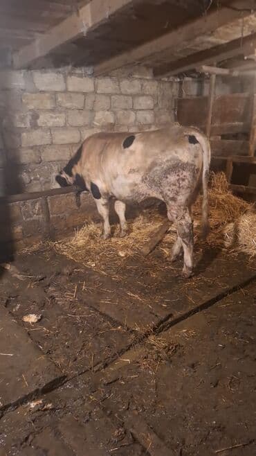 oglan it adlari: Kök heyvandır ayaq üstü satılır Saray təzə yolun yanı 0775206858 — 2