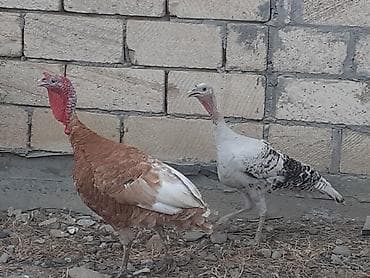 quslar satisi: Qırmızı 5 aylıq cins xoruz hinduşqadı çəkisi 5 kilodan ağırdı fərə — 3