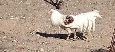 heyvan bazari keci: Ağ-qırmızı ləkəli döyüş tipli xoruz - Rəng: əsasən ağ, kürək və — 6