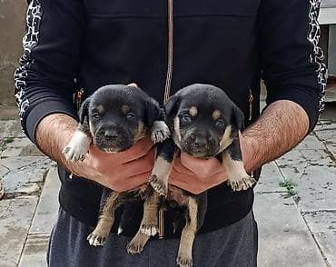 xamyak evi: Zvonok, 1 ay, Dişi, Ünvandan götürmə — 1