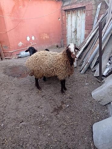 qaradolaq qoyun: Erkək, il: 1, 70 kq, Ünvandan götürmə — 5