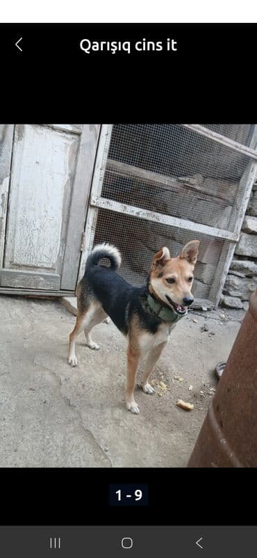 coban iti adlari: Zvanok it - Orta ölçülü, atletik quruluşlu - Üçrəng palto: qara — 4