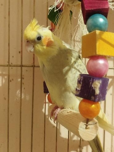 it bazari 2019: Tam Rucnoy El quwudur. 2 ay yarimlixdir . qefesi cox boyukdur ve — 2