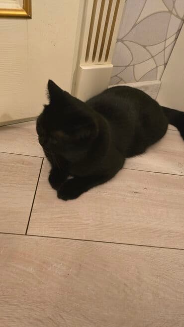 pişik qabı: Erkək — 3