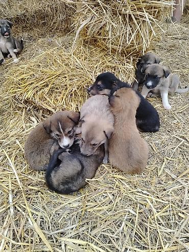 1 ay, Ünvandan götürmə lalafo.az -da 1 ay, Ünvandan götürmə