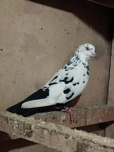 Ev göyərçinləri – müxtəlif rəng və naxışlarda - Növlər: ev/uyuşdurma