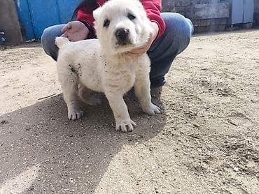 Птицы: Алабай, 1 месяц, Самец, Платная доставка — 4