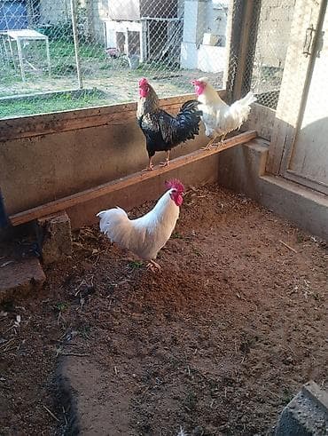 3 ədən xoruz satilir istəsəz video gondərərəm.Cücəlikdən özüm lalafo.az -da 3 ədən xoruz satilir istəsəz video gondərərəm.Cücəlikdən özüm