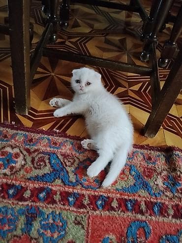 Heyvanlar: Ağ rəngli balaca pişik. Şotland sinsilla point cinsi, süd ilə — 7