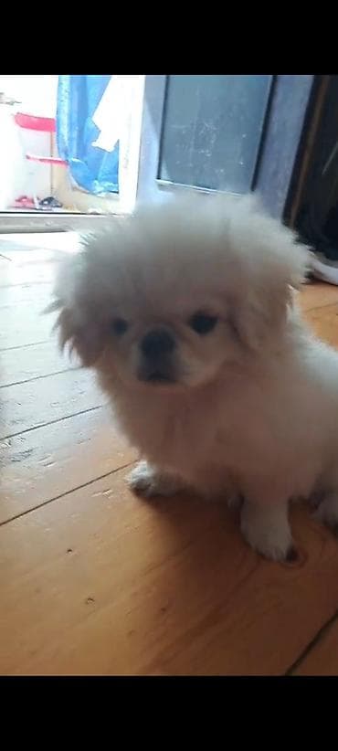 it sahiblendirilir: Pekines, 4 ay, Erkek, Peyvəndli, Ünvandan götürmə, Pulsuz çatdırılma, Ödənişli çatdırılma — 3