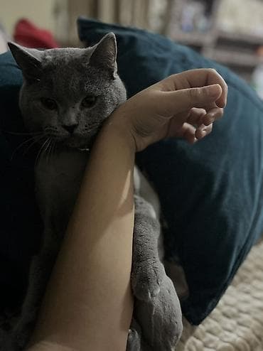 Digər heyvanlar: Britan — 4