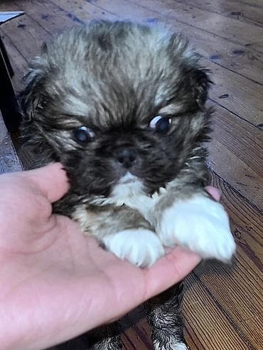 Грызуны: Пекинес, 1 месяц, Самка — 3