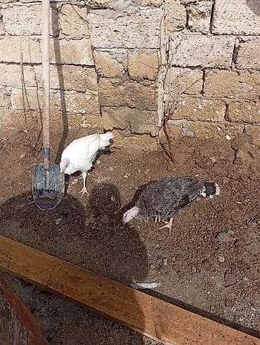 hind guşu: Məhsul: Hind quşları (2 ədəd) Təsvir: - Şəkillərdə olan 2 baş gənc — 2