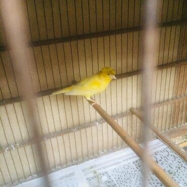 deve quşu: Sarı rəngli quş bülbül(kanareyka növü) – xüsusi baş taclı görünüş — 2