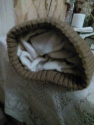 pomponlu qadın papaqları: Qadın üçün papağ təzədir — 3