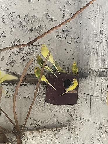 amadin gulda: Papuqay 40 dene var vitamin verilir unvan sumqayit — 6