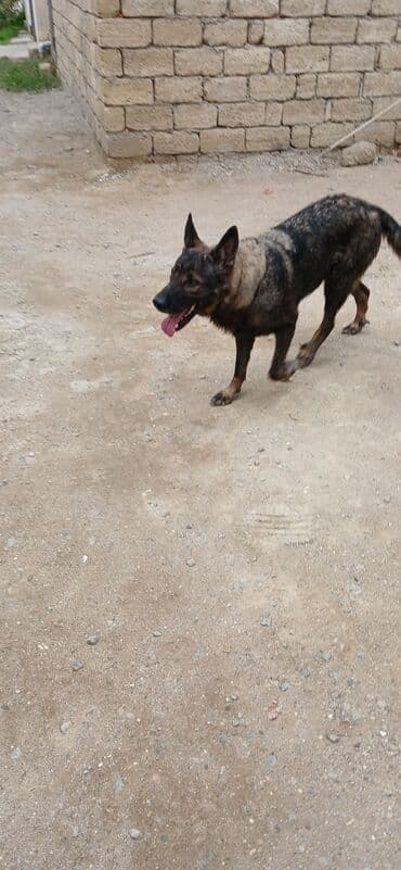 barter it: Alman çoban iti, Erkek — 2