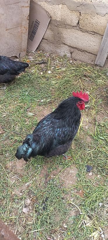 şabo xoruzu: Qara rəngli fərlər – dekorativ və damazlıq üçün - Cins: qara tüklü — 4