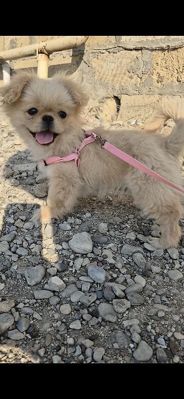 it bazari 2019: Pekines, 5 ay, Dişi, Peyvəndli — 2