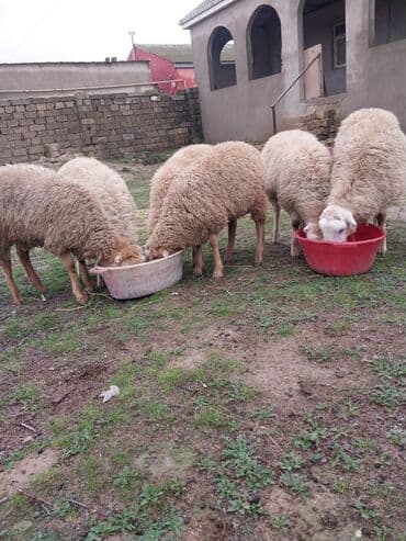 qoyun şəkli: 6 bas erkek qucu kom hamisi bir yerde 1700 unvan baki elaqe nomresi — 4