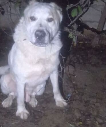 İtlər: Erkek — 1