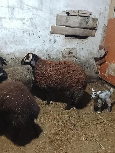 qoyun qrxan: Morkaraman cinsi erkek toglular satilir damazliga . Türkiye’den gelme — 3