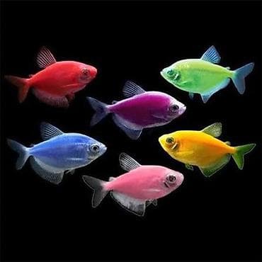 lasos baligi: Glofish, Sülhsevər, Ödənişli çatdırılma — 3