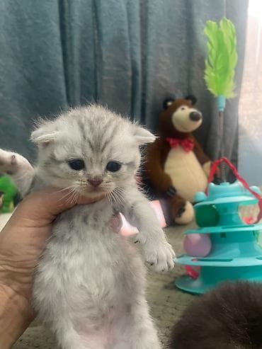 Кошки: Шотладская вислоухая — 3