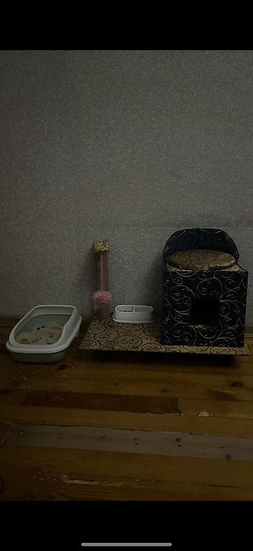 Gəmiricilər: Britan, Erkək — 3