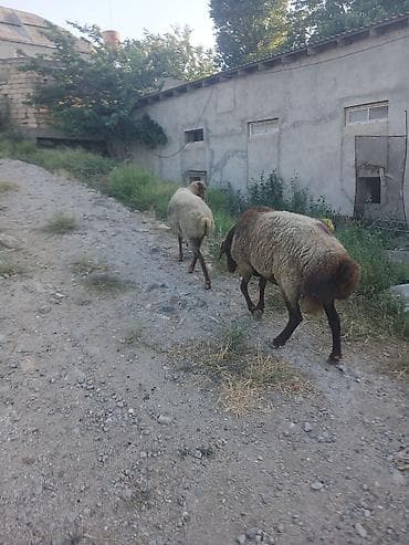 bakida at bazari: Qoyun və qoç – 2 baş

bogaz qoyun və qoc cüt satıram 700m — 4