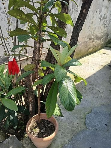 bitki toxumlarinin satisi: Saksıda loquat (yeni dünya) fidanı - Bitki: Loquat/yeni dünya ağacı — 1