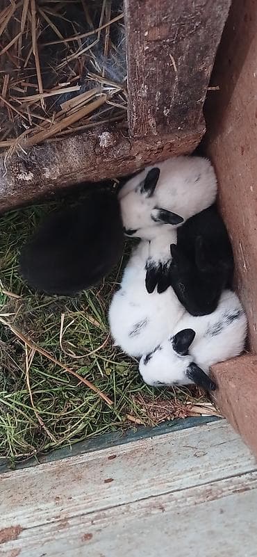 cuce satilir: Dovşan balaları satılır 5 manatdan başlayır qiymətləri. ölçüsünə və — 2