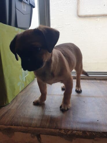 balaca şirin itlər: 3 ay, Peyvəndli — 7