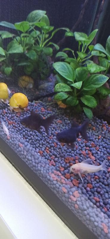 Аквариумы: Akvarel üçün dekorativ akvarium komplekti - Şüşə akvarium: düz ön — 5
