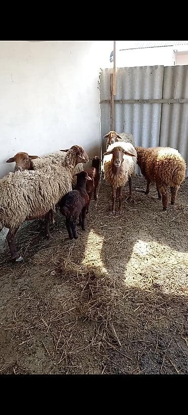 beyleqan sortu qoyun: Dişi, Qala, il: 1, 50 kq, Damazlıq, Ünvandan götürmə — 1