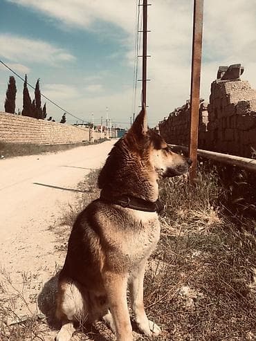 dogo argentina: Evropeyski afçarkadı, itə baxa bilmədiyim üçün verməy — 2