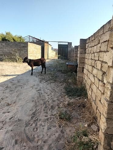 buzov adlari: Satılır: 5 ayliq dışı anqus . - Cins: yerli qarışıq (qara-qəhvəyi — 3