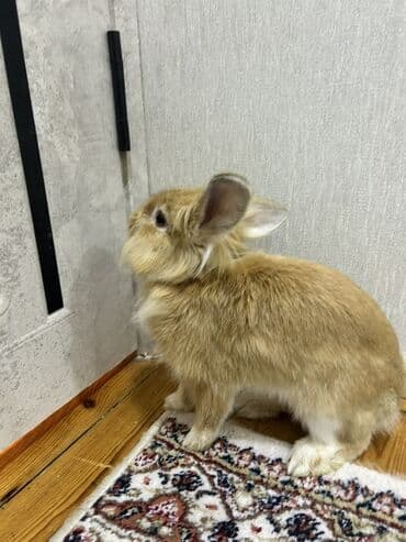 dovşanlar karlik: Ev dovşanı – uzun tüklü, şirin görünüşlü - Rəng: açıq qəhvəyi (bej — 2