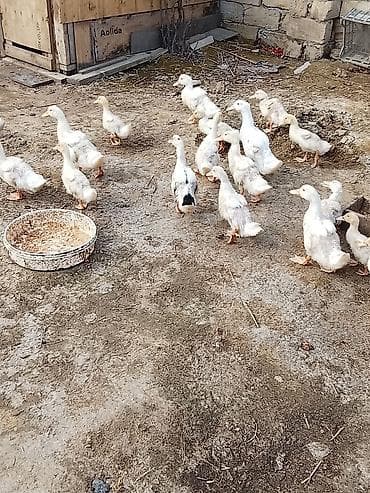 Dovşanlar: Pekin ördəyi sağlam heyvanlardı ətlik və yumurtalıq cinsdir.1ay — 6