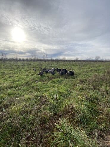 Toyuqlar: Erkək, Ətlik, Ünvandan götürmə — 6