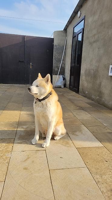 Akita-inu — 9