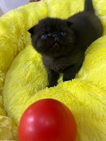 xamilyon heyvan: Ekzot — 1