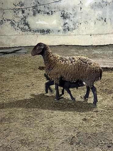 сколько стоит собака бу: 1ci qarin dişi balaile — 3