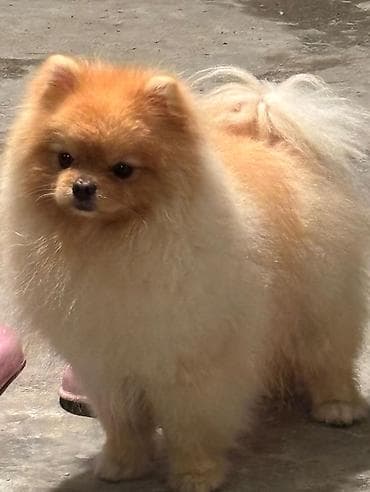 pomeranian qiyməti: Şpitz — 1