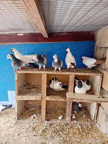 turnik qiymetleri: Quşlar. Bir yerdə 250 manat. Qiymət sondur — 5