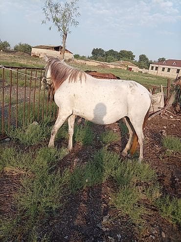 Atlar: Dişi, il: 7 — 4