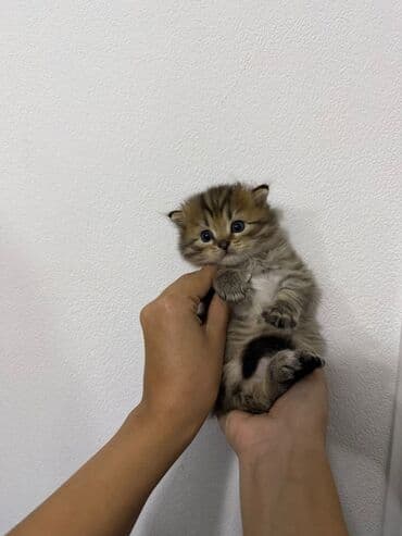 купить тайского котенка: Şinşilla, Yaxşı əllərə — 8