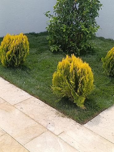 termo aqlay ustasi: Xidmət: Bağ və villa həyətlərinin yaşıllaşdırılması üçün təbii rulon — 3