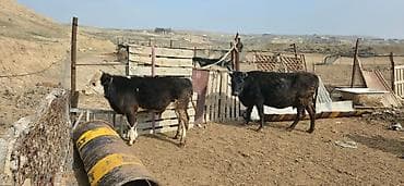 balaca dana: Dana, buzov, Dişi, ay: 10, Ünvandan götürmə — 3